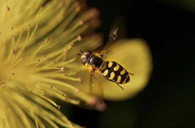 Ketvirtadienio horoskopas 12-ai zodiako ženklų