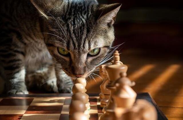 Ketvirtadienio horoskopas 12-ai zodiako ženklų