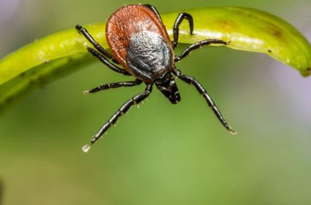 Laikas skiepytis nuo erkinio encefalito