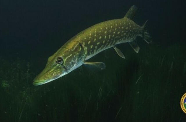 „Lydeka 2021“: sodybose prie vandens aplinkosaugininkai rado 8 neteisėtus žvejybos įrankius