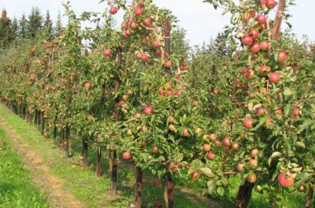 Patarimai veisiantiems sodą