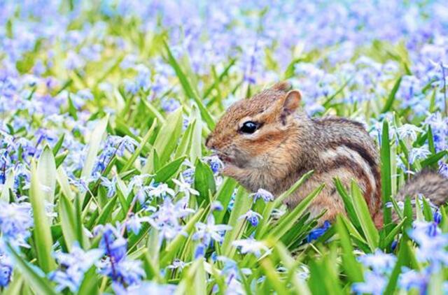 Sekmadienio horoskopas 12-ai zodiako ženklų