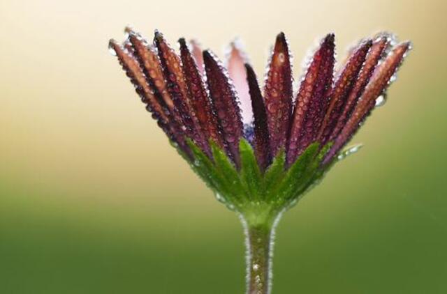 Trečiadienio horoskopas 12-ai zodiako ženklų