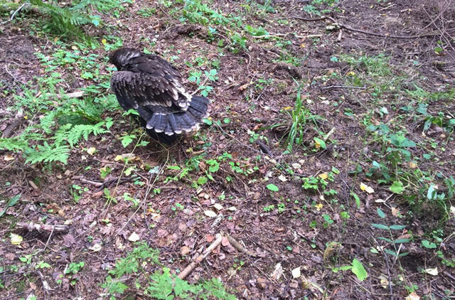 Organizacijos „Padėkime ereliams“ nuotr. ĮSPĖJIMAS. Ką tik lizdą palikęs ir dar nelabai paskrendantis erelio jauniklis - jam pagalbos nereikia. Tokį aptikę, nelieskite ir kuo greičiau pasišalinkite bent kelis šimtus metrų nuo tos vietos - tėvai juo pasirūpins.