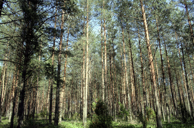 miškas