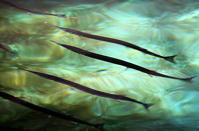 Jūrų adatos. Alfonso Mažūno nuotr.