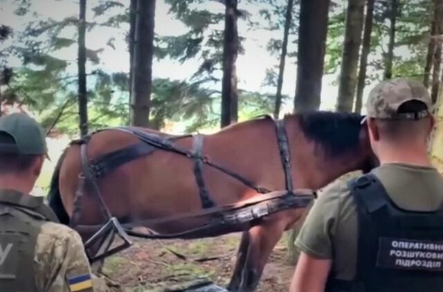 Bukovinoje sulaikytas kontrabandininkas arklys