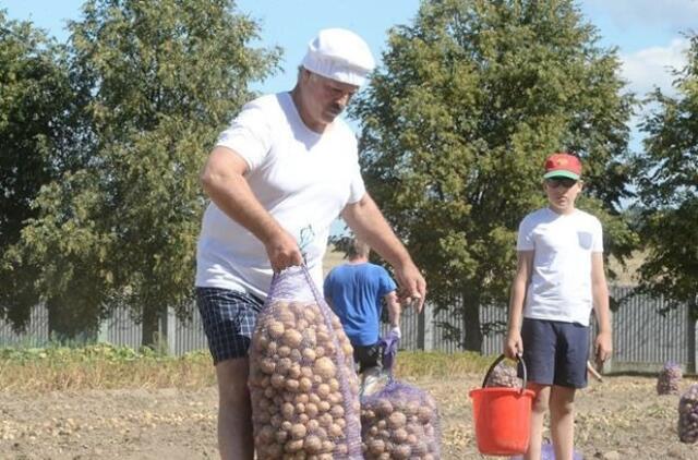 Baltarusija irgi skelbia "mobilizaciją" derliaus nuėmimui