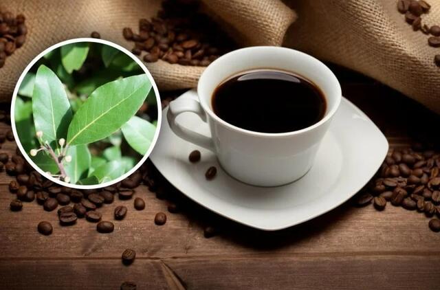 Kodėl į kavą reikia dėti lauro lapų: atsakymas jus nustebins
