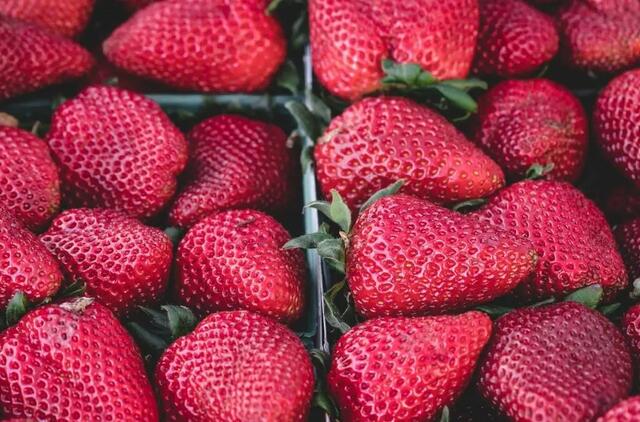 Kuo laistyti braškes, kad jos duotų dvigubai daugiau uogų 
