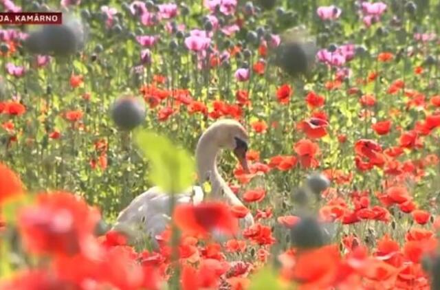 Gulbės aguonų lauke