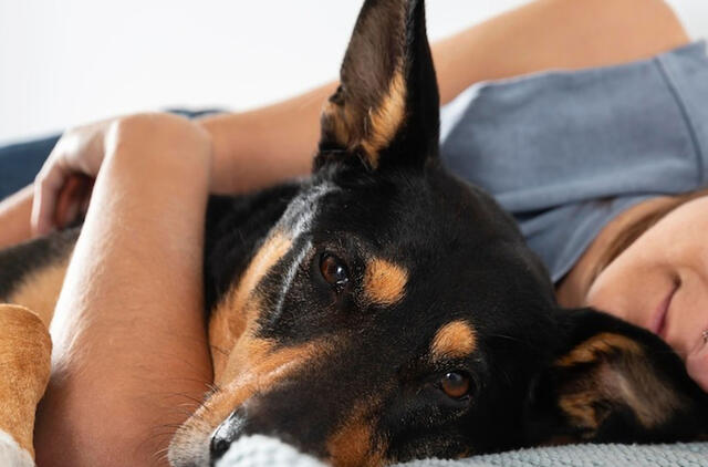 Laimingas šuo grįžo pas šeimininką, nukritęs nuo 60 metrų aukščio krioklio Škotijoje