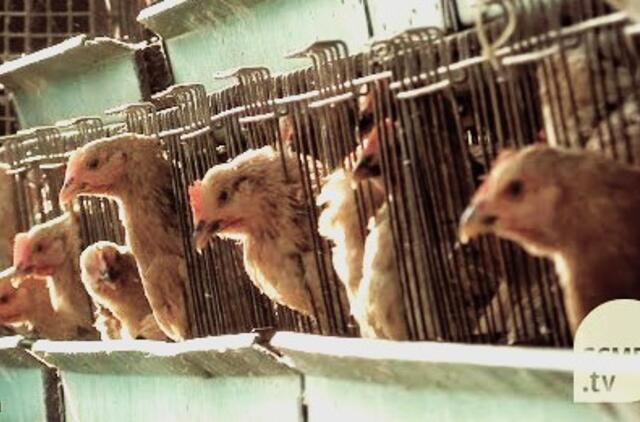 Antibiotikai vištienoje