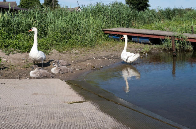 Gulbės prie slipo