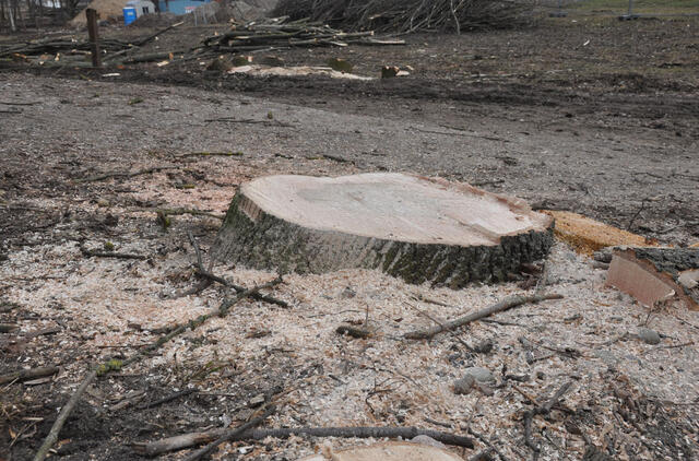 Miško kirtimai Kuršių nerijos nacionaliniame parke yra teisėti 