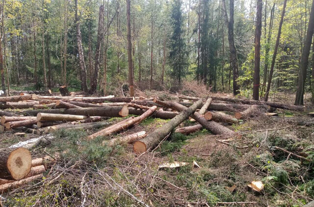 Nepasitenkinimas miškų politika Lietuvoje pasiekė neregėtą lygį: gyventojai skundžiasi dėl šalia gyvenviečių kertamų medynų