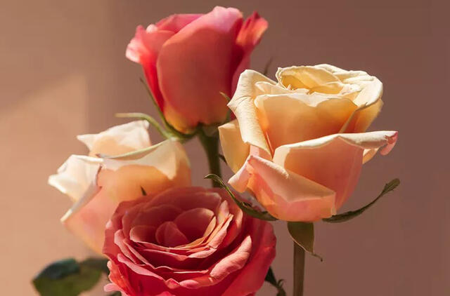 Rožių žiedlapių aliejus yra retai naudojamas ingredientas, kurio privalumus vertėtų žinoti