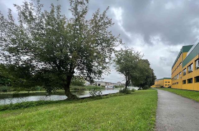 Suoliukų alėja tarp Danės ir Klaipėdos baldų