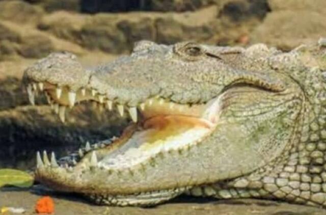 Krokodilai