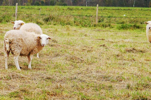 Joniškio rajono gyventojui priklausančios avys pasidarbavo iš peties – šeimininkui už saugotinų medžių sunaikinimą teks kompensuoti žalą valstybei.