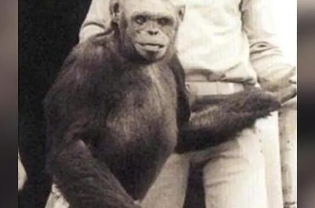 Šimpanzė Oliveris, kadaise reklamuota kaip žmogaus ir beždžionės hibridas