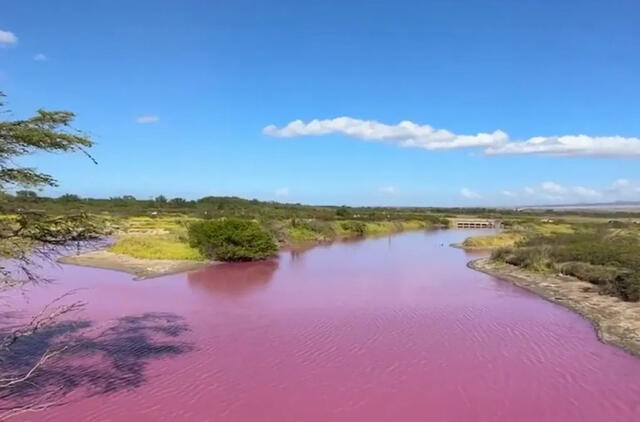 Havajuose ežeras tapo ryškiai rausvas