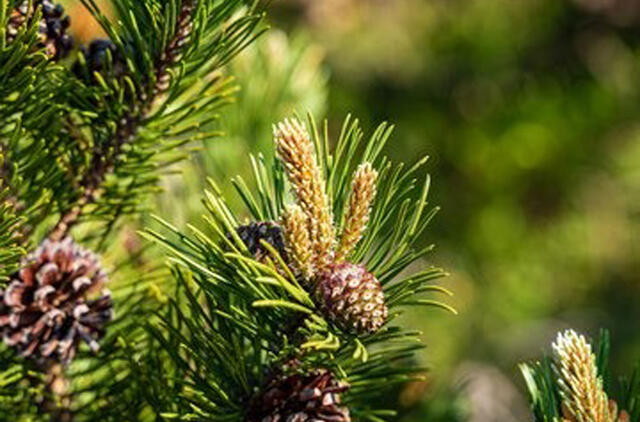 Nauda iš pušų spyglių