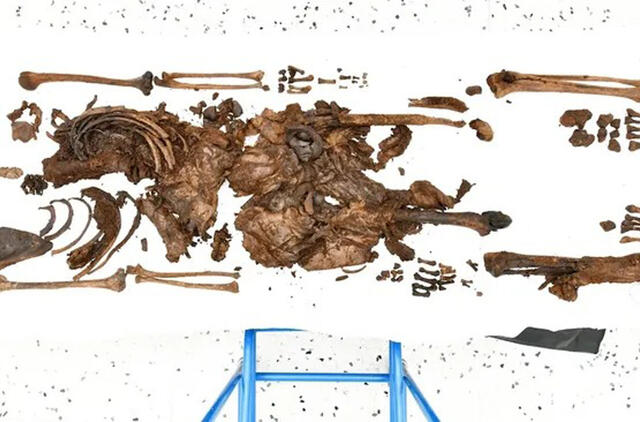 Nors valdžia atgavo didžiąją dalį skeleto, jo kaukolės vis dar nėra