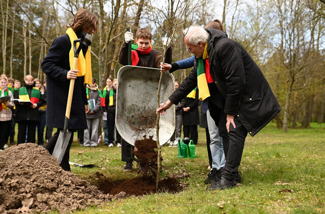 PAPUOŠĖ. Kompozitorių alėją papildęs 100-mečio ąžuoliukas darniai integravosi kitų ąžuolų apsuptyje, kurie 2025 metais kvies švęsti ir Vakarų Lietuvos dainų šventės šimtmetį. Vitos JUREVIČIENĖS nuotr.