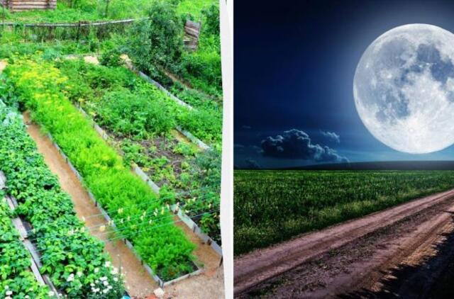 Mėnulio sėjos kalendorius