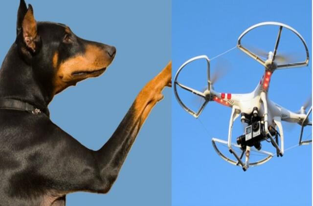 Šuo ir dronas