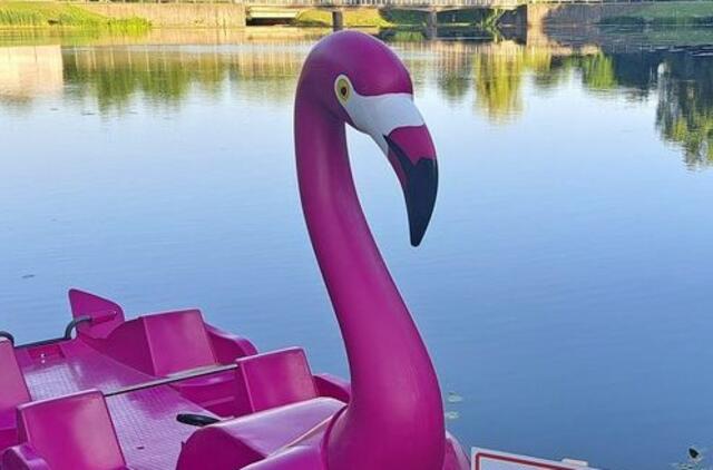 flamingas