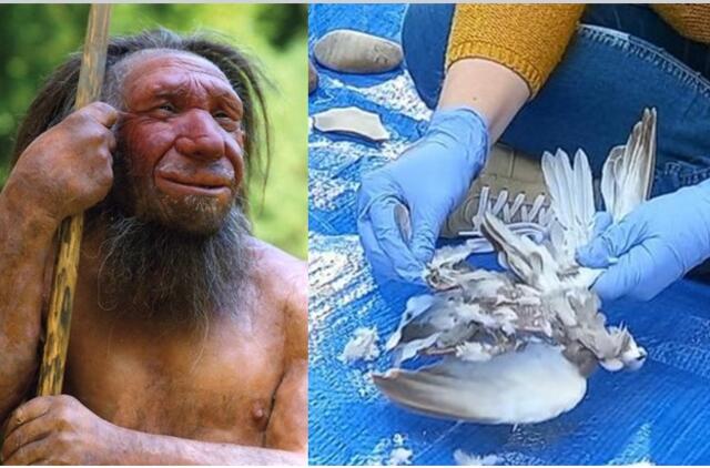 Neandertalietis