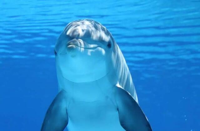 Delfinas