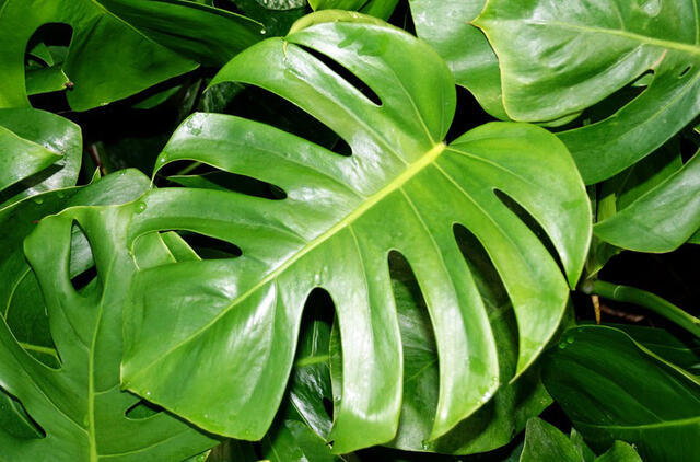 monstera