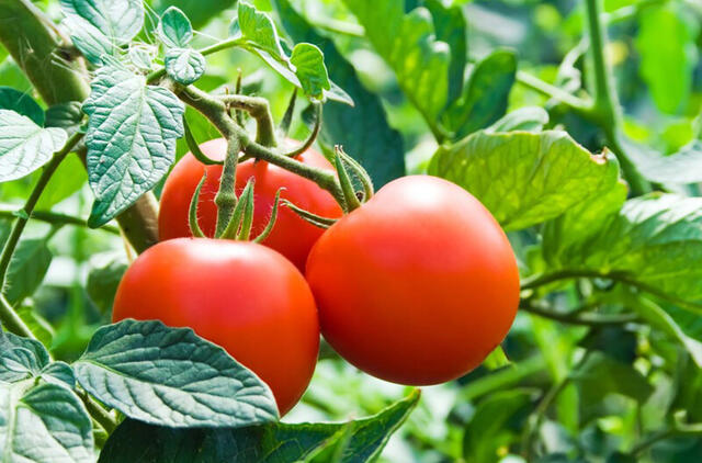 pomidorai