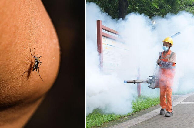 čikungunijos virusas