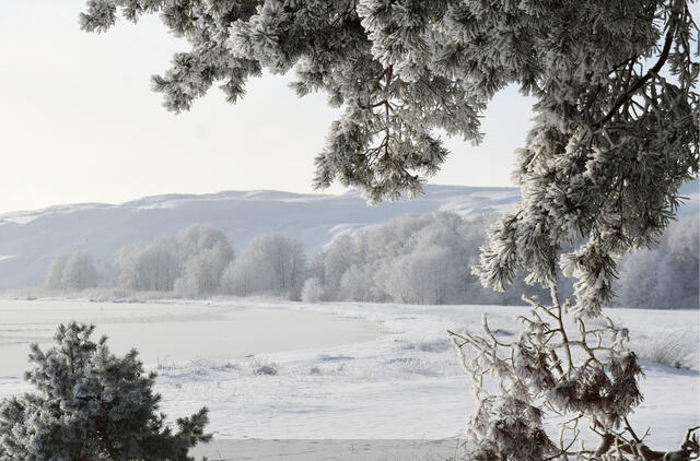 Neringos savivaldybės