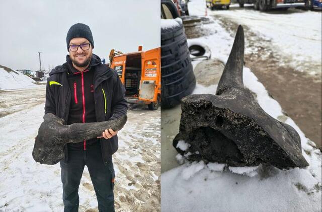Stepinio stumbro kaukolės fragmentas
