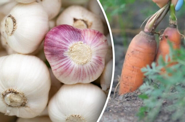 Ką sodinti šalia česnakų: geriausi kaimynai gausiam ir sveikam derliui užauginti