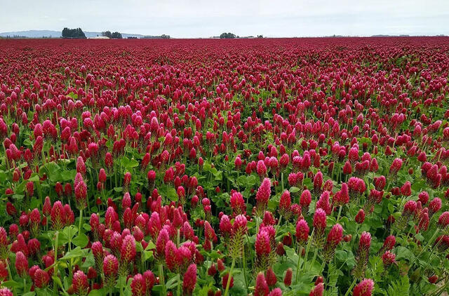 12 augalų, kurie kartą ir visiems laikams išvaduos sodą nuo piktžolių