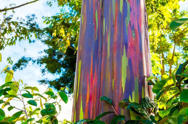 Pasaulyje yra tik vienas medis, panašus į vaivorykštę