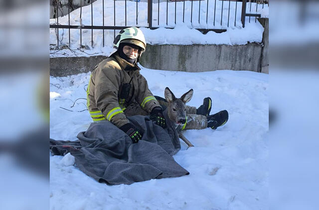 Ugniagesys gelbėtojas su išgelbėta stirna