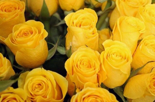 Geltonos rožės