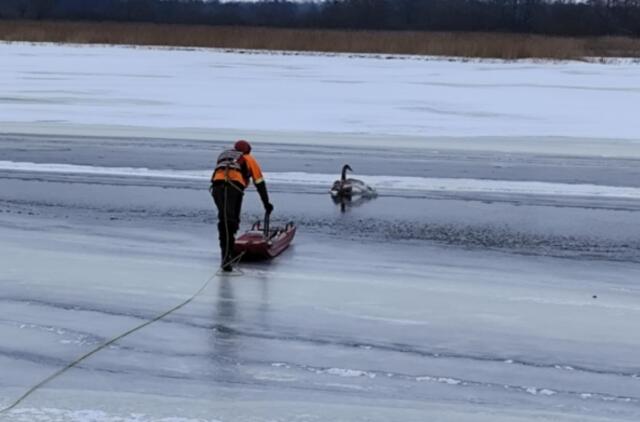 Gulbės gelbėjimo operacija