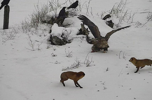 Prie fizinio barjero puotavęs erelis grobiu su lapėmis nesidalijo