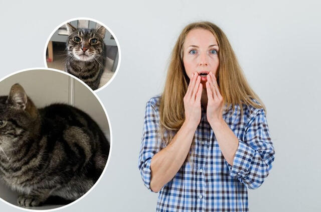 moteris sulaukė skambučio apie dingusį katiną Nedą