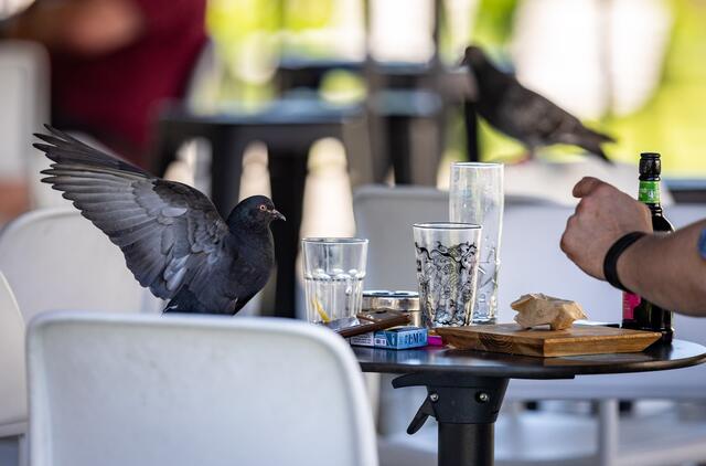 Lauko kavinė, balandis