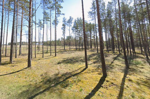 Kuršių nerija, miškai