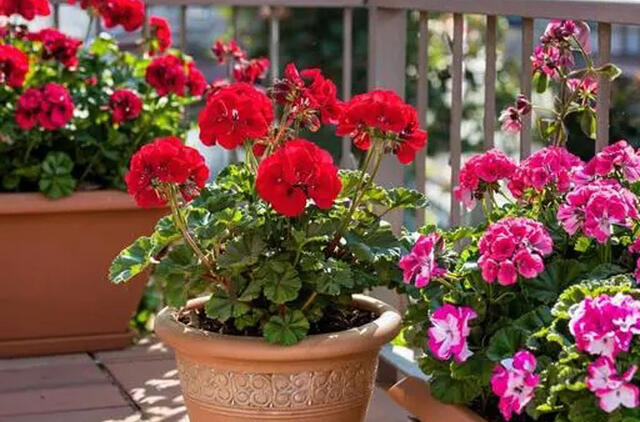 Stebuklingas tirpalas pelargonijoms: vešlūs lapai ir žiedų jūra jūsų namuose